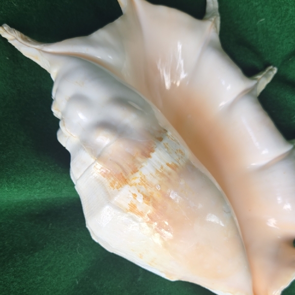 Large Seashell Decor - Picture 4 of 6